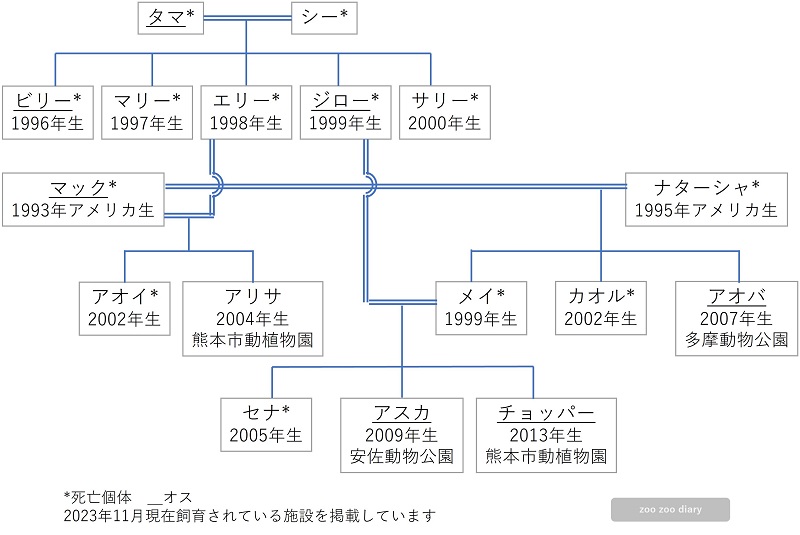 日本にいるシフゾウ　相関図　家系図